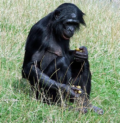 ShukerNature: 'APE-MAN' OLIVER - THE CHIMP THAT MADE A CHUMP OUT OF SCIENCE