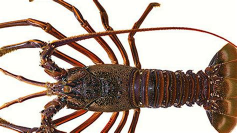 9 Different Types of Lobsters With Images – Asian Recipe