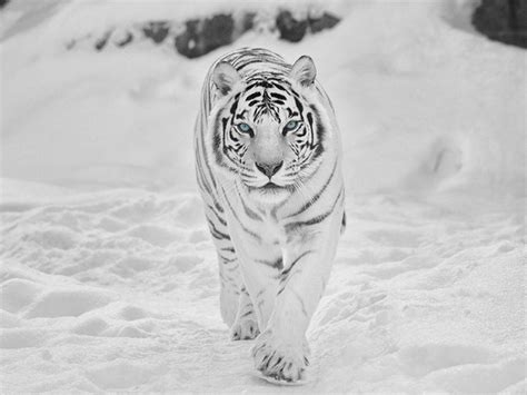 White Siberian Tiger Wallpaper at Ruth Flaherty blog