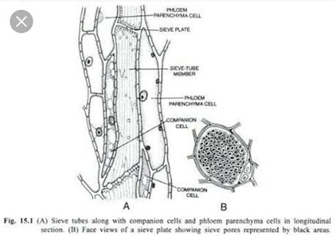 Name the two types of complex tissues Draw a neat diagram of the ...