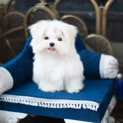Maltese Puppies for sale in Delhi NCR | India | Dav Pet Lovers