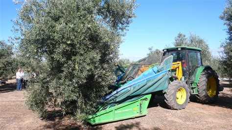 Harvesting Olive Trees - Olives Unlimited