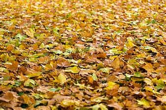 Image result for Standardizing a Normal Random Variable