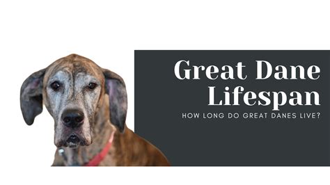 Great Dane Lifespan: What Owners Need to Know