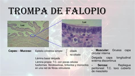 Histologia De Cisto De Trompa De Falopio Anatomia Do Sistema Genital