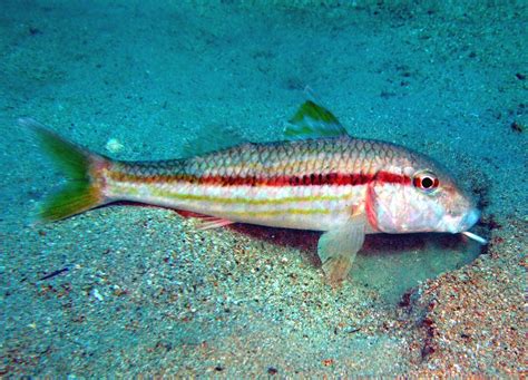 What Does Red Mullet Fish Taste Like at Makayla Sellheim blog