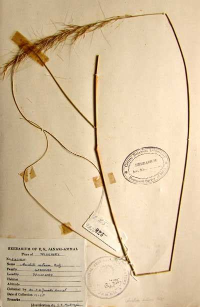 aristida_setacea