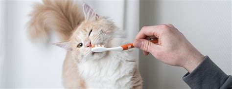 Image result for Homemade Cat Toothpaste