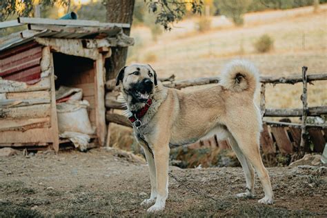 Discover the Kangal Dog: Origins, Temperament, and Care