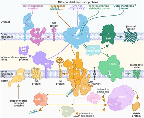 Mitochondrial protein transport: Versatility of translocases and ...