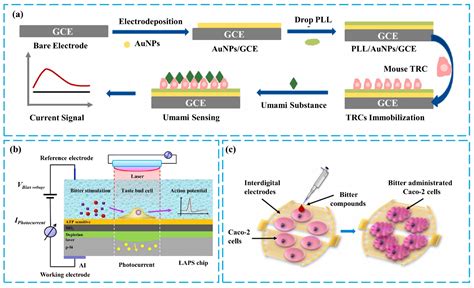 Research Progress of Taste Biosensors in Simulating Taste Transduction ...