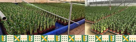 UGALOO Lucky Bamboo Lotus Bonsai Plant with POT | Indoor Live Plants ...