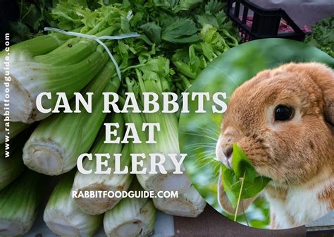 Can Rabbits Eat Celery? Benefits, Safety, Issues & Extra Preparation Guide