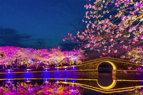 2021无锡鼋头渚樱花节烟花是几点开始 夜樱游玩攻略_旅泊网
