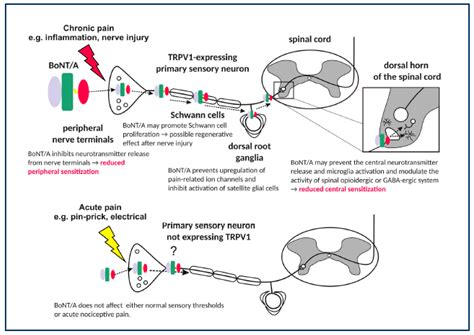 The Relationship between Pain and Spasticity and Tell-Tale Signs of Pain in Children with ...