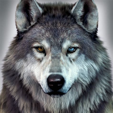 NPC - Kekszem Wegwiur Pack-Leader - Greyhawk Online