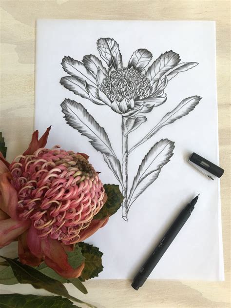 Uncover the Beauty of Australia’s Native Flowers: A Comprehensive Outline