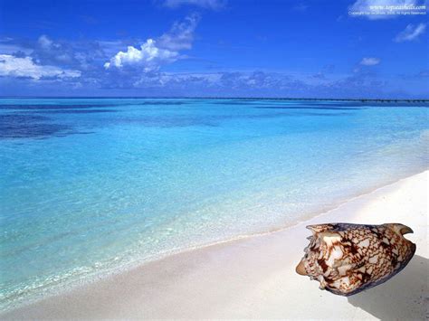 Beach Sea Shells 的图像结果