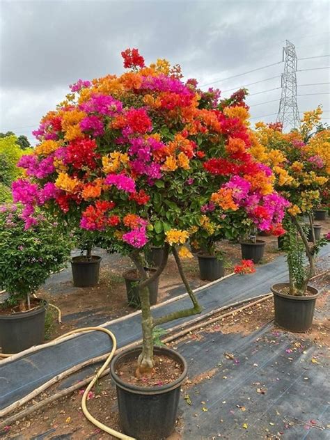 GoGreen 4-5 Colour Multi Grafted Bougainvillea Kagoj Flower Live Plant ...