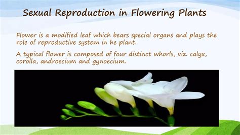 Image result for How Do Organisms Reproduce Class 10 Explanation