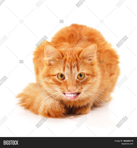 Orange Cat With Human Face