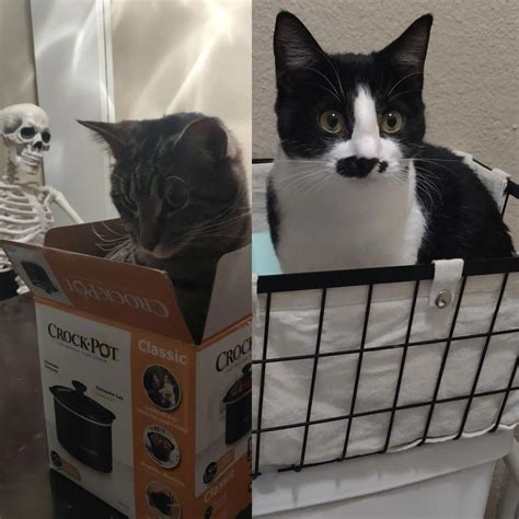 Mr.Pibb and Sierra Mist both took the bait | Scrolller