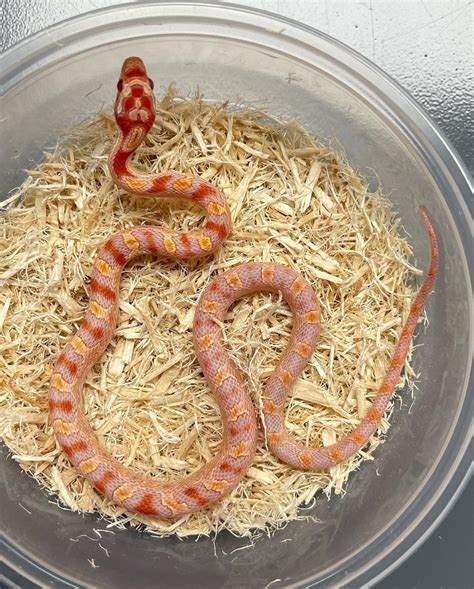 Extreme Reverse Okeetee Corn Snake by Palm Beach Colubrids - MorphMarket