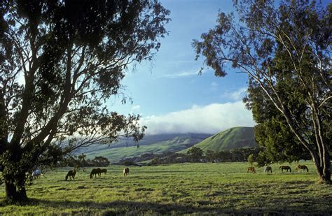 Waimea Big Island Zillow at Taj Rolleston blog