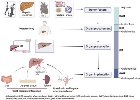 Assessing Donor Liver Quality and Restoring Graft Function in the Era ...
