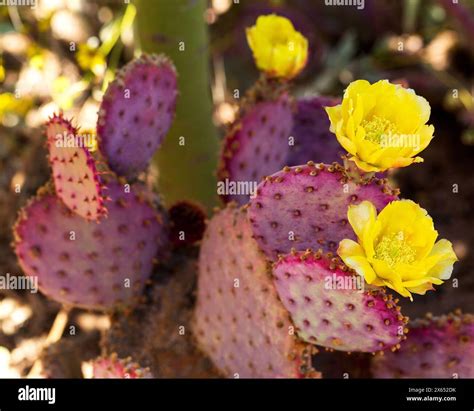 Sonoran desert and flowers hi-res stock photography and images - Alamy