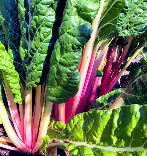 Best Fertilizers for Swiss Chard Plants in Pots: Organic, Slow-Release ...