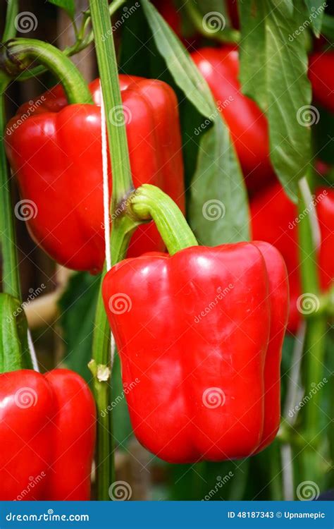 Red Sweet Pepper, Bell Pepper. Stock Image - Image of sweet, plant ...