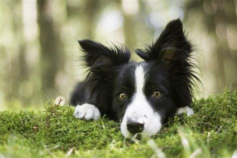 Border Collie Wallpapers - Top Free Border Collie Backgrounds ...