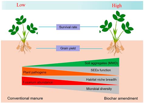 Biochar Amendment Increases Peanut Production Through Improvement of ...
