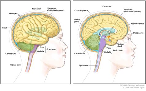 Definition of glioma - NCI Dictionary of Cancer Terms - NCI