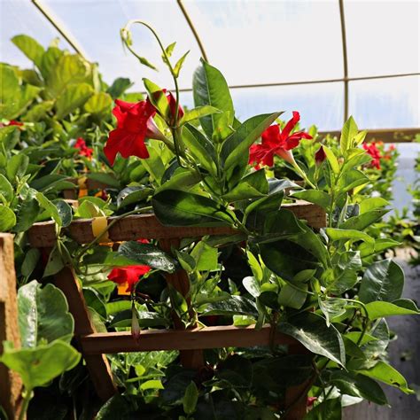 Mandevilla Plant Care Tips