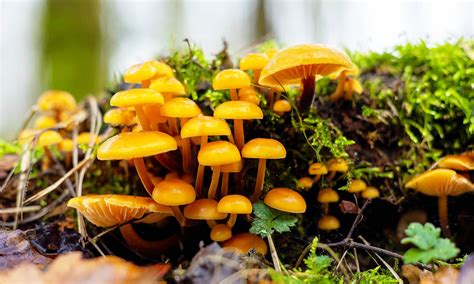 A Beginner's Guide to Mycology - Earth.com