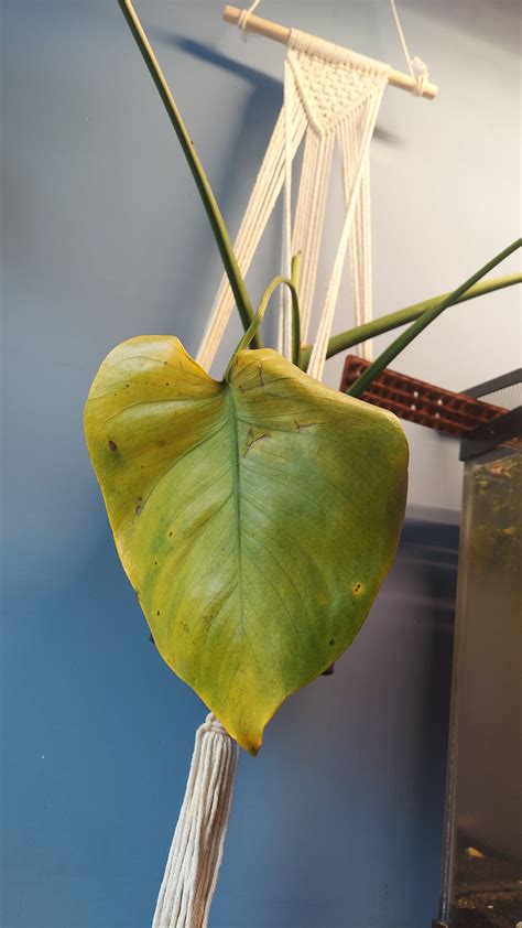 new to monsteras... yellowing within a week 😳😬 the cutting was in just ...