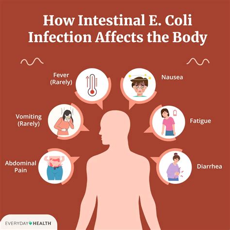 What Is an E. Coli Infection? Symptoms, Causes, Diagnosis, Treatment, and Prevention