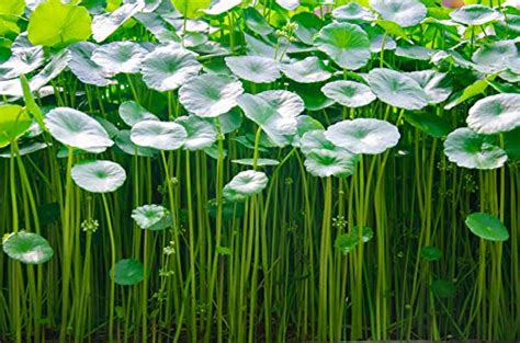 Image result for Form 3 Printer Tutorial