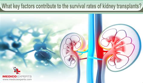 Maximum Life After Kidney Transplant