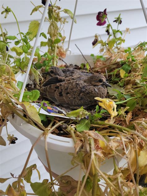 All grown and out of the nest. 2 new stupid doves to make 2 new stupid nests. : r/stupiddovenests