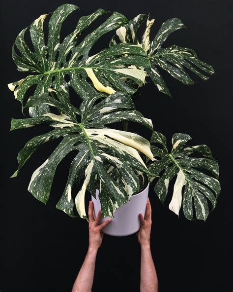 Monstera Thai Constellation Care Guide – Happy Houseplants