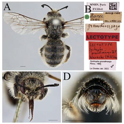 Diversity | Special Issue : Diversity, Systematics and Evolution of ...