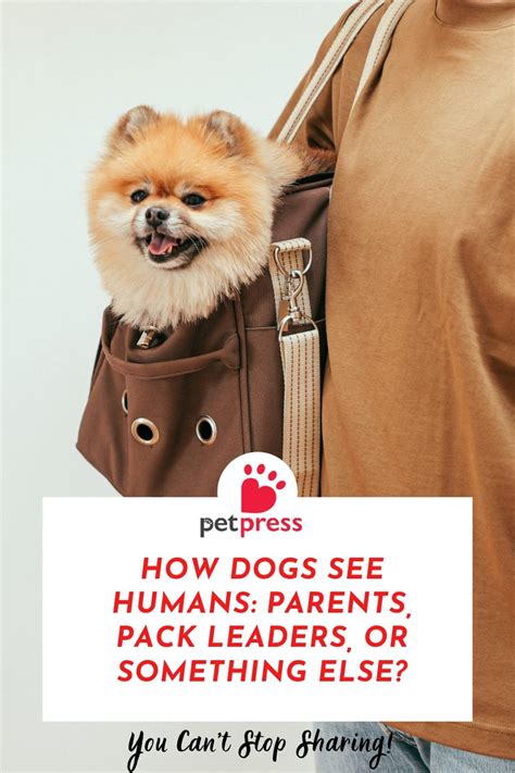 How Dogs See Humans 的图像结果