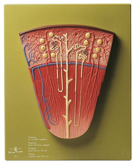 Nephron Anatomy Model