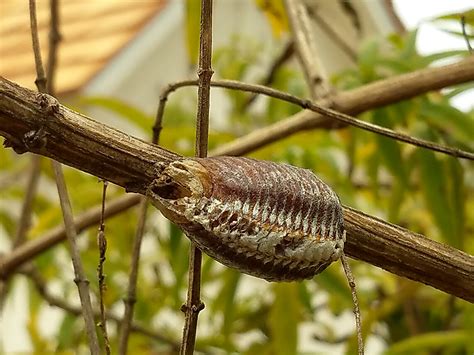 The Praying Mantis Egg Case and the Shrubbery — The Amazing Plant Project