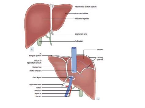 hepatobiliary imaging anatomy, Radiology | PPTX