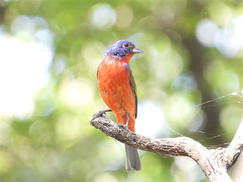 Painted Bunting Project Unt