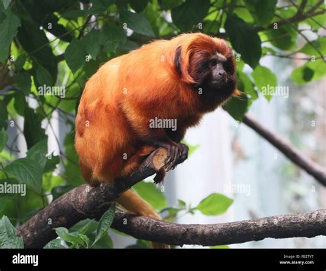 Brazilian Golden marmoset (Leontopithecus rosalia) a.k.a. Golden lion ...